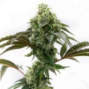 Cinderella 99 Feminized Cannabis Seeds
