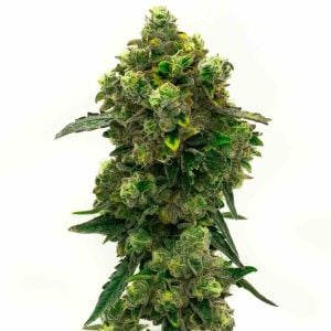 Green Crack Feminized Cannabis Seeds