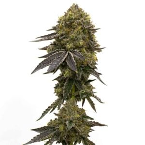 Do-si-dos Feminized Cannabis Seeds