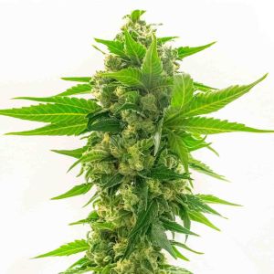 CBD Cheese Feminized Cannabis Seeds