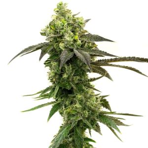 Gorilla Glue Regular Cannabis Seeds