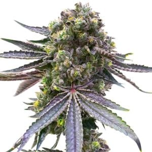 Blueberry Fury Auto Cannabis Seeds