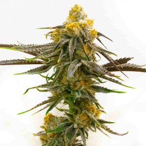 Bubba's Gift Feminized Cannabis Seeds