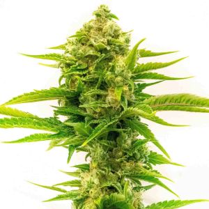 Skywalker Feminized Cannabis Seeds