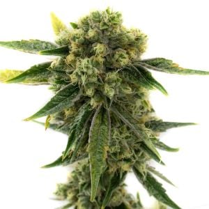 Amnesia Feminized Cannabis Seeds