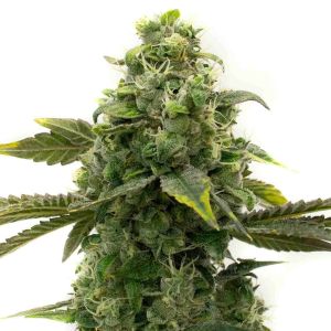 CBD ACDC Feminized Cannabis Seeds