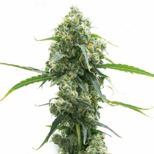 OG Kush Autoflower Cannabis Seeds 
