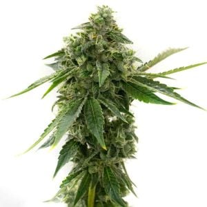 CBD OG Kush Feminized Cannabis Seeds