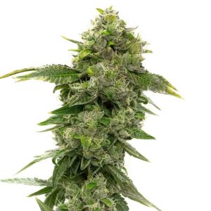 CBD Strawberry Feminized Cannabis Seeds