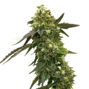 Black Jack Autoflower Cannabis Seeds
