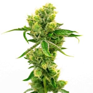 CBD Cream & Cheese Feminized Cannabis Seeds