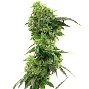 Hektol Feminized Cannabis Seeds