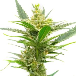 CBD Sour Tangie (1:25) Feminized Cannabis Seeds