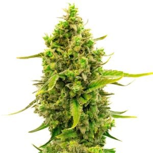 CBD Cheese Autoflower Cannabis Seeds