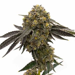 CBD Zkittlez (1:1) Feminized Cannabis Seeds