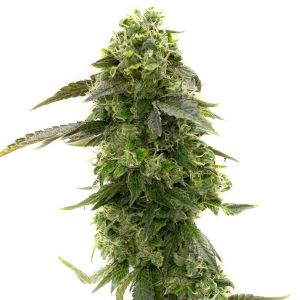 Amnesia Haze Autoflower Cannabis Seeds