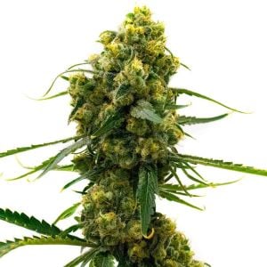 Bruce Banner Regular Cannabis Seeds