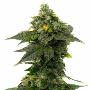 Red Bruce Feminized Cannabis Seeds