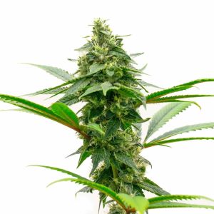Dutch Treat Feminized Cannabis Seeds