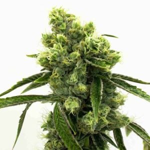 Crystal Pinkman Auto Cannabis Seeds