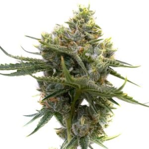 Raisinberry Autoflower Cannabis Seeds