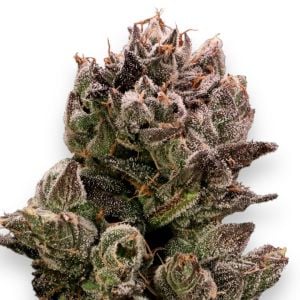 Bazooka Punch Feminzed Cannabis Seeds
