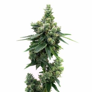 Blue Lyly Feminized Cannabis Seeds
