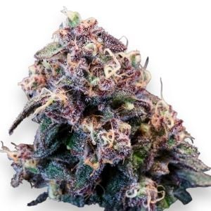 Black Frost Feminized Cannabis Seeds