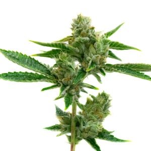 Blueberry Swirl Feminized Cannabis Seeds