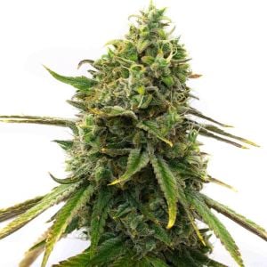 Strawberry Cough Feminized Cannabis Seeds