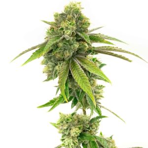 Sweet Tooth Feminized Cannabis Seeds