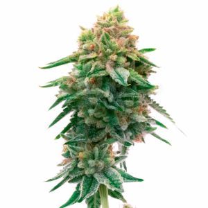 Jilly Bean Regular Cannabis Seeds