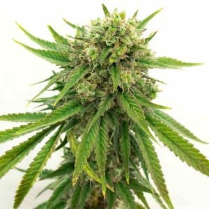 Maui Wowie Feminized Cannabis Seeds