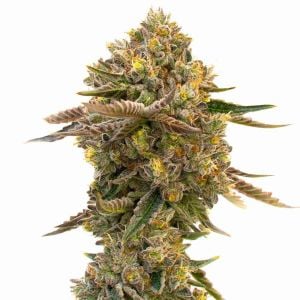 Purple Sunset Autoflower Cannabis Seeds