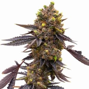 Purple Kush Autoflower Cannabis Seeds