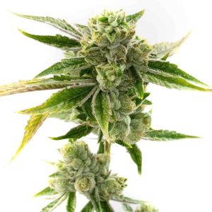 Amnesia Lemon Feminized Cannabis Seeds