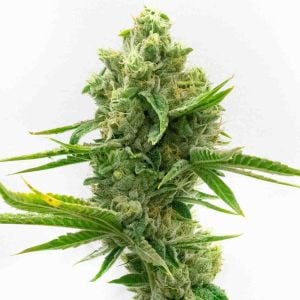 Electric Bruce Feminized Cannabis Seeds