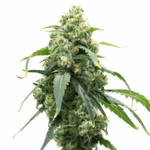 Big Bud Fast Version Cannabis Seeds