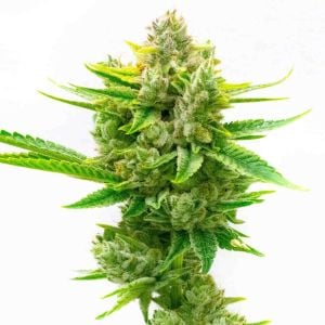 CBD Critical Mass Feminized Cannabis Seeds
