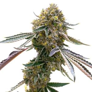 Cream Autoflower Cannabis Seeds