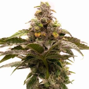 Tropic Thunder Regular Cannabis Seeds