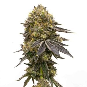 Chocolope Kush Feminized Cannabis Seeds