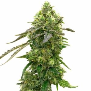 CBD Harlequin Kimbo Kush (1:2) Cannabis Seeds