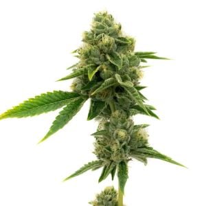 Northern Lights Autoflower Cannabis Seeds
