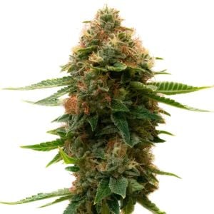 Shishkaberry Kush Feminized Cannabis Seeds