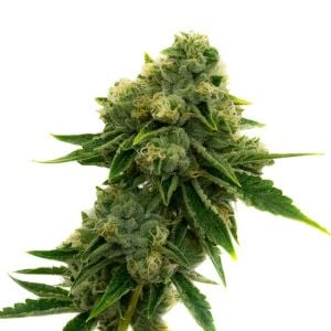 Frosted Gelato 41 Feminized Cannabis Seeds