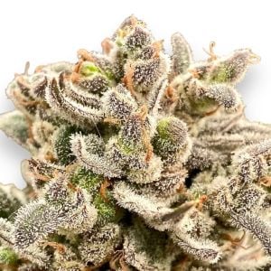 Oreoz Cake Feminized Cannabis Seeds