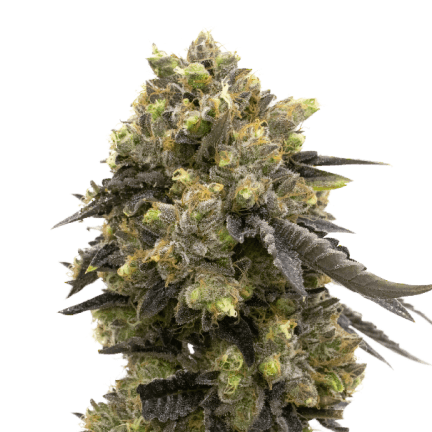 Do-Si-Dos Autoflower Cannabis Seeds