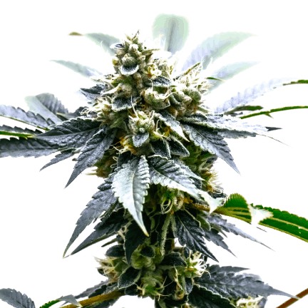 Mimosa Feminized Cannabis Seeds