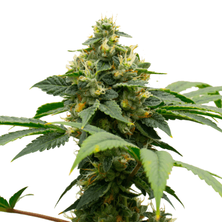 Gary Payton Feminized Cannabis Seeds